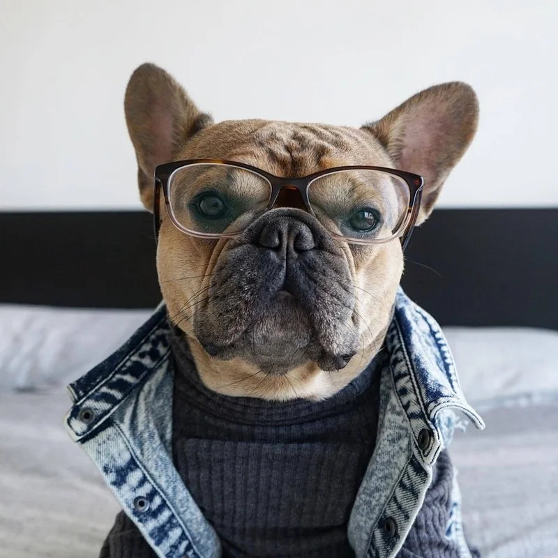 Pet Dog Jeans Jacket Denim Coats Holes Cats Puppy Vest French Bulldog Small Dog Clothes