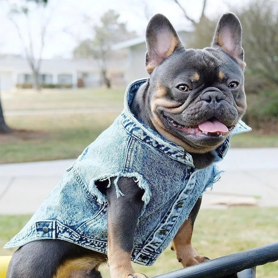 Pet Dog Jeans Jacket Denim Coats Holes Cats Puppy Vest French Bulldog Small Dog Clothes