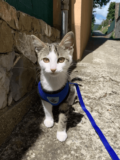 Cat Dog Pet Harness Adjustable Control Vest Dogs Reflective S M L XL Leash